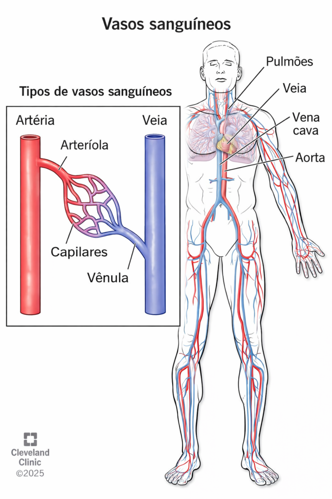 rede de vasos sanguíneos do corpo humano